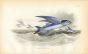 JARDINE/LIZARS - THE COMMON FLYING FISH print 1843