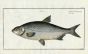 THE BUGGENHAGII CARP Bloch fish print (Cyprinus Buggenhagii)