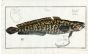 THE BURBOT Bloch fish print (Gadus Lota)