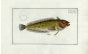 THE EYESTRINY BLENNY Bloch fish print ( Blennius Superciliosus)
