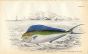 JARDINE/LIZARS - THE ATLANTIC CORYPHAENE or DOLPHIN fish print 1843