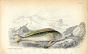JARDINE/LIZARS - THE DOLPHIN OF THE ANCIENTS fish print 1843