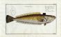 THE COMMON WEEVER Bloch fish print ( Trachinus Draco)