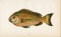 THE BLACK SEA BREAM ( Old Wife)  fish print