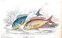 THE GILTHEAD & THE BRAIZE