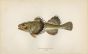 THE FOUR-HORNED COTTUS fish print