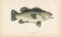 THE STONE BASS print
