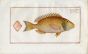 THE SPARUS DENTEX Bloch fish print - The Sea Rough