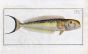THE SEA PEACOCK fish print 1786 (Coryphaena Plumieri) 