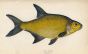 THE LAKE BRONZE BREAM fish print
