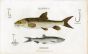 SCOTT/BUNNEY & GOLD - THE BARBEL & SMELT - fishing print 1801