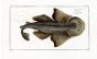 THE ANGEL FISH print -  Bloch fish print 1758 (Squalus Squatina)