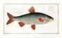 THE ROACH Bloch fish print 1758 (Cyprinus Rutilus) 