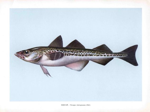 THE ALASKAN POLLOCK print