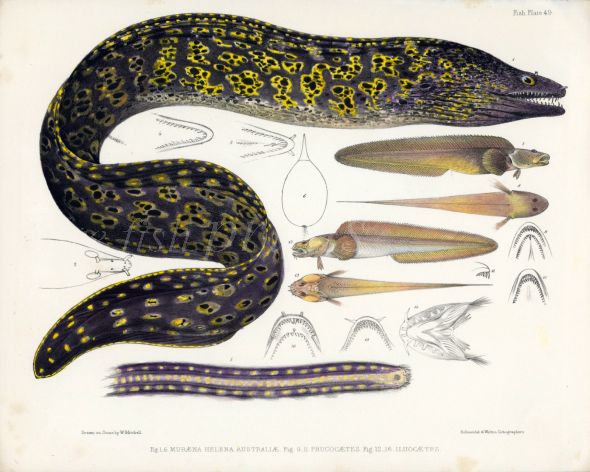 RICHARDSON - THE HELENA MORAY EEL (Muraena Helena) 1839 -1843