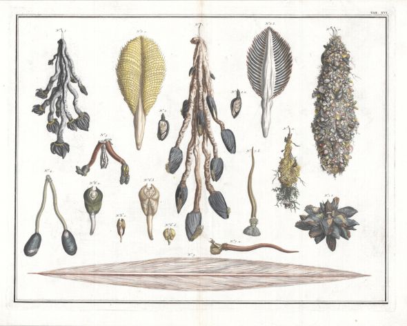 SEBA TAB XVI. MARINE LIFE: COMMON GOOSE BARNACLES, LAMPSHELL, CLAM, SEA PEN shell print  1735