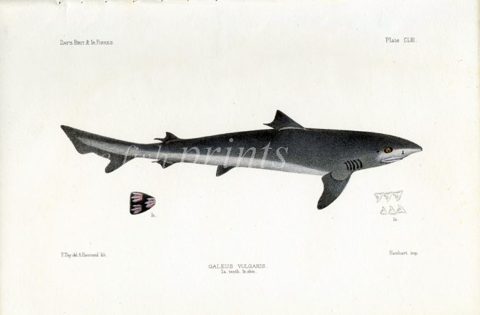 THE BLUE SHARK - GALEUS VULGARIS fish print