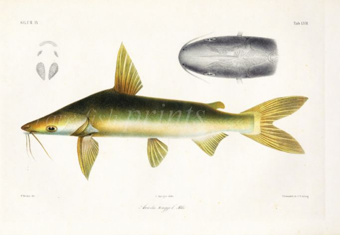 SILURE - Ariodes tonggol - ROUGHBACK SEA CATFISH print