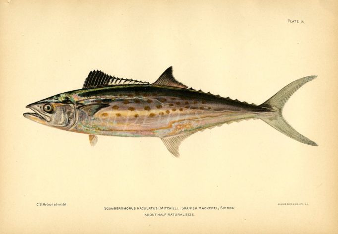 THE SPANISH MACKEREL fish print