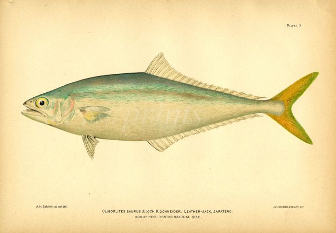 THE LEATHER JACK fish print