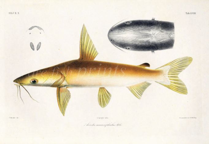 SILURE - Ariodes macrocephalus - LARGE HEADED ARIODES CATFISH print
