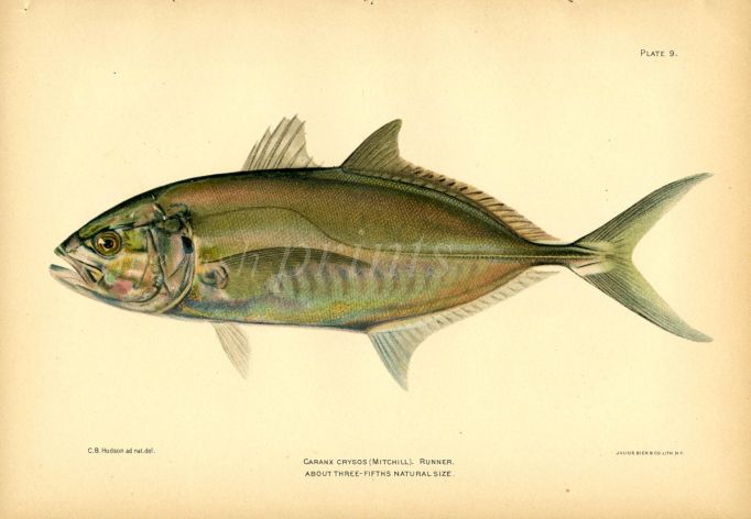THE BLUE RUNNER fish print