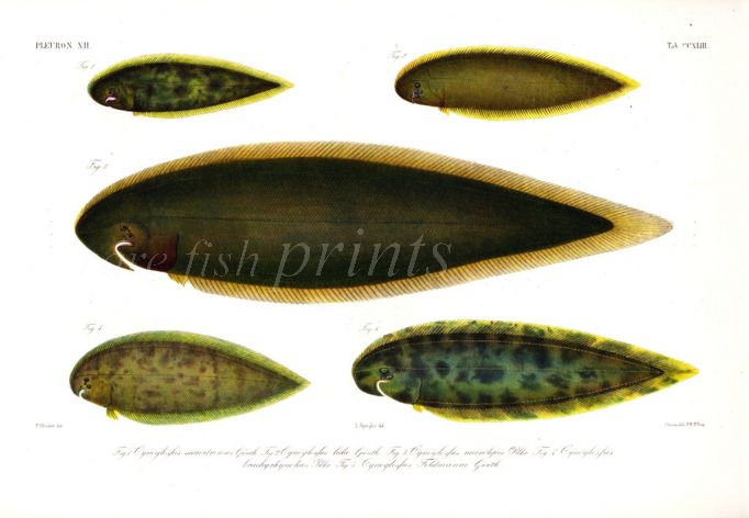 CYNOGLOSSUS - TONGUE SOLE print