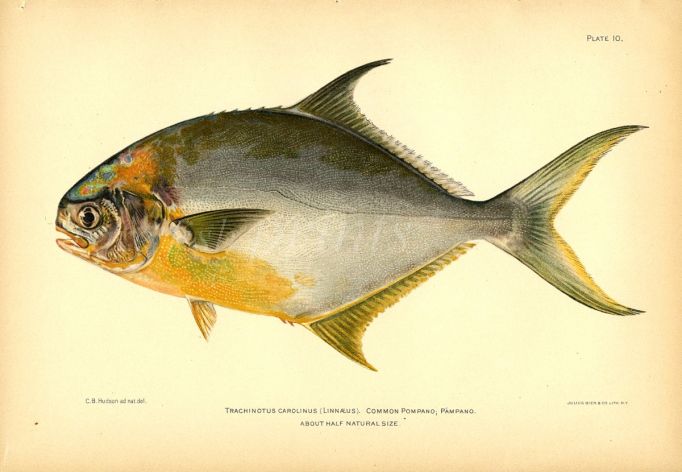 THE COMMON POMPANO or PERMIT fish print