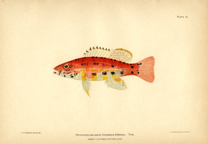 THE PRIONODES BALDWINI fish print