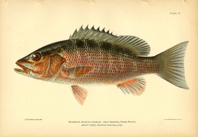 THE GREY SNAPPER fish print