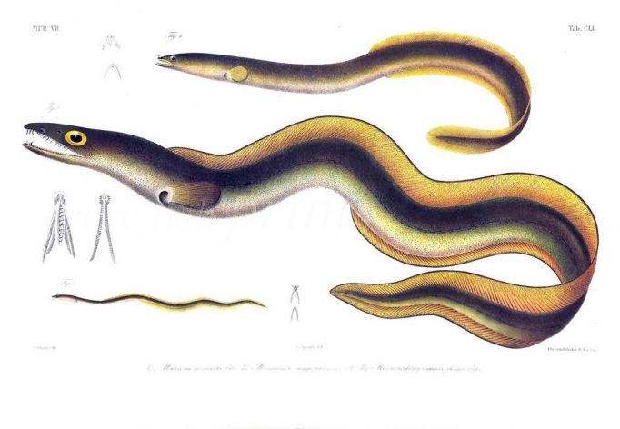 MURAENA AUSTRALIS & MURAENESOX SINGAPURENSIS eel print
