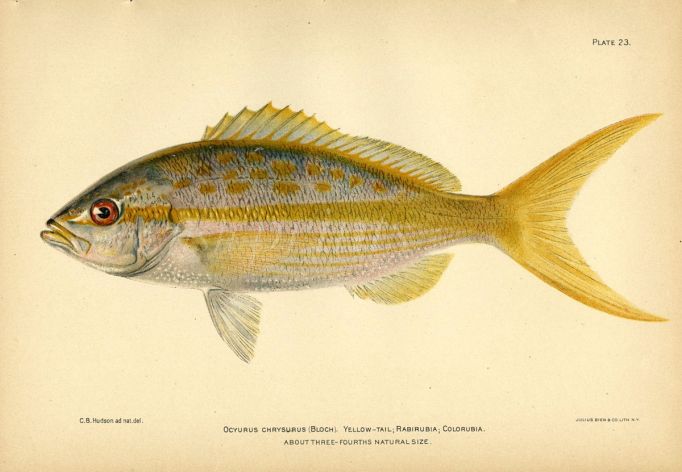 THE YELLOWTAIL SNAPPER fish print