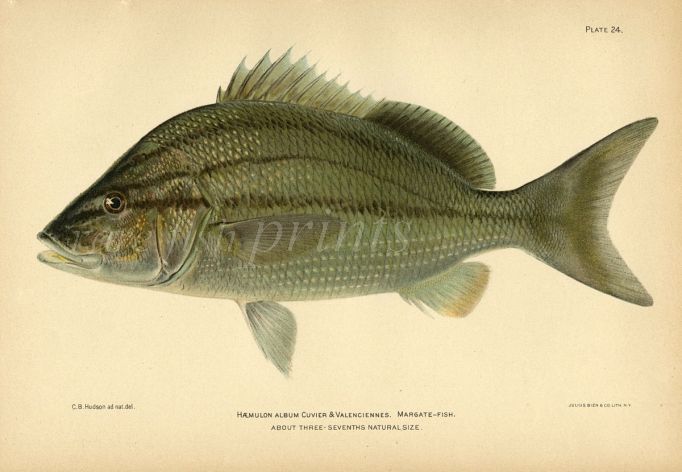 THE MARGATE FISH print