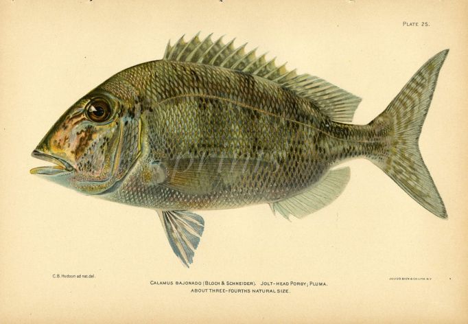 THE JOLTHEAD PORGY fish print