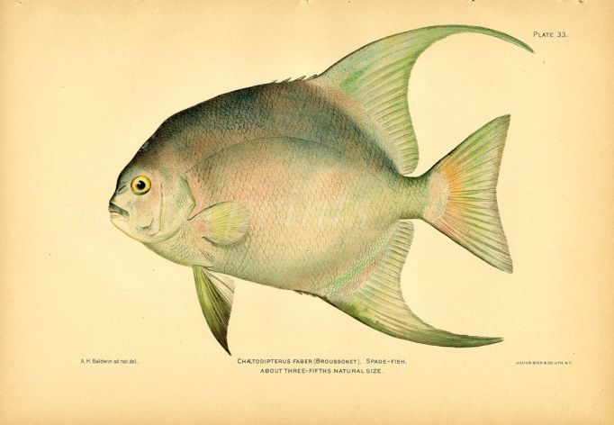 THE SPADEFISH print