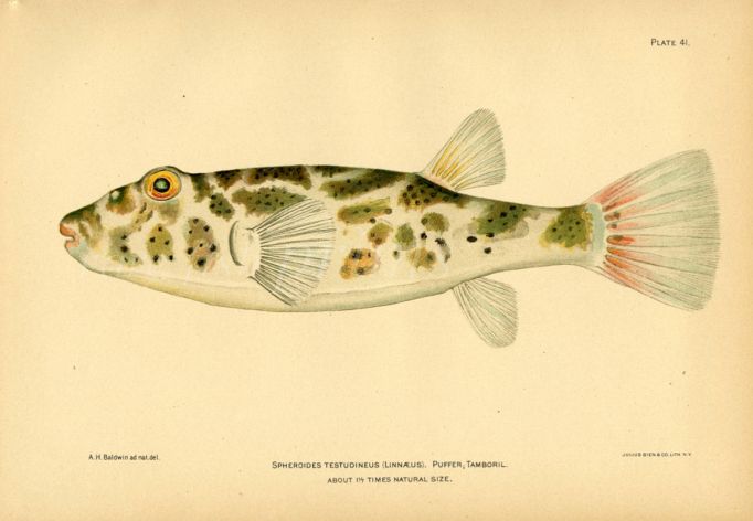 THE PUFFERFISH print