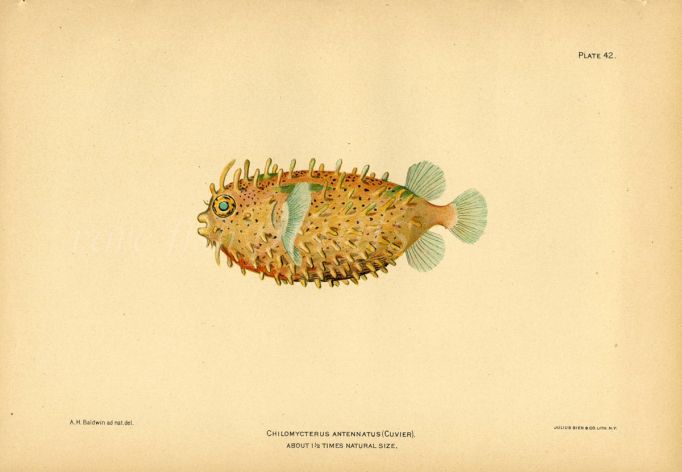 THE BRIDLED BURRFISH print