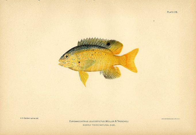 THE DAMSELFISH print