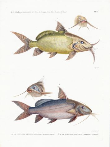 H.N. ZOOLOGIE. POISSONS: Pl. 13 Pimelodus - MOUSTACHE CATFISH print 1821 -1830