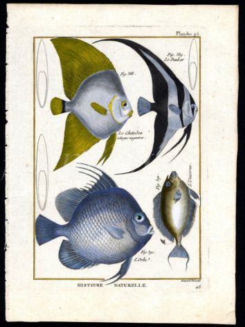 THE ANGELFISH, BATFISH, UNICORNEFISH & ORBE FISH print