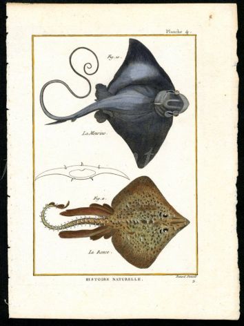 THE STINGRAY & THORNBACK RAY print