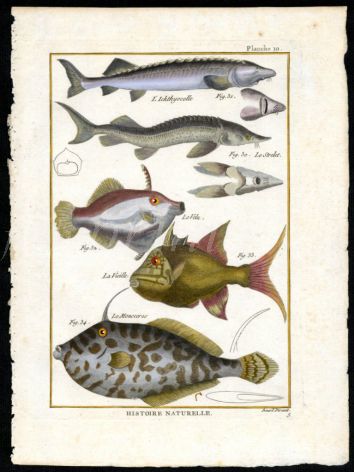 THE STURGEON, FILE & TRIGGERFISH print