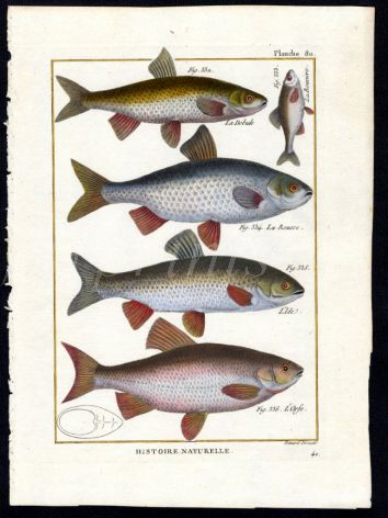 THE IDE & GOLDEN ORFE print