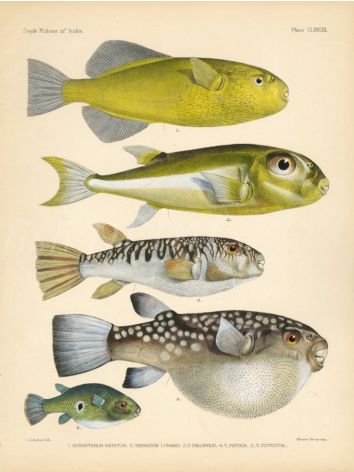 NARITUS, LUNATAIL, MILK SPOTTED & OCELLATED PUFFERFISH & LATTICE BLAASOP print