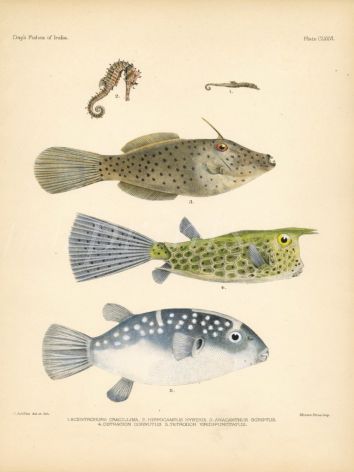 SEAHORSE, LEATHERJACKET FILEFISH, LONGHORN COWFISH  & PUFFERFISH print