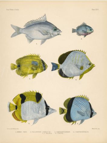 SILVER-BIDDY, BLUEBLOTCH, PEARLSCALE, BLACKWEDGED & HORSESHOE BUTTERFLYFISH print