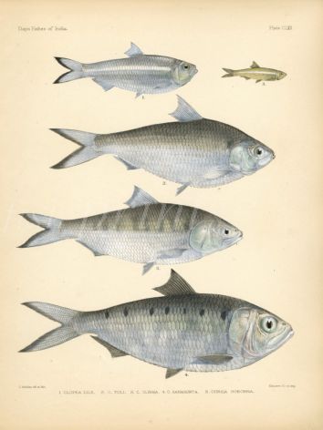 TOLI & KELEE SHAD, INDIAN ILISHA & GANGES RIVER SPRAT print