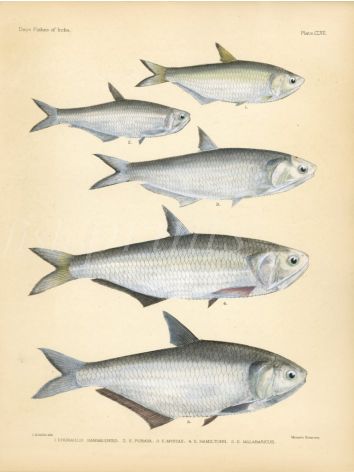 KAMMAL, OBLIQUE-JAW & MOUSTACHED THRYSSA, RAMCARET GRENADIER ANCHOVY print