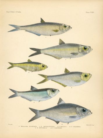 ELONGATE, BIGEYE & CROMANDEL ILISHA, INDIAN PELLONA print