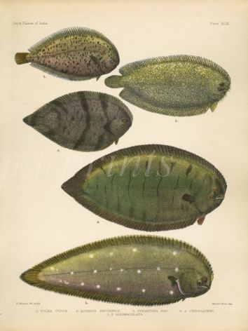 OVATE, PEACOCK, PAN & KAUP'S SOLE print
